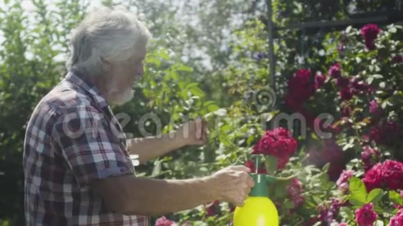 老人用淡水灌溉花园里的玫瑰视频的预览图