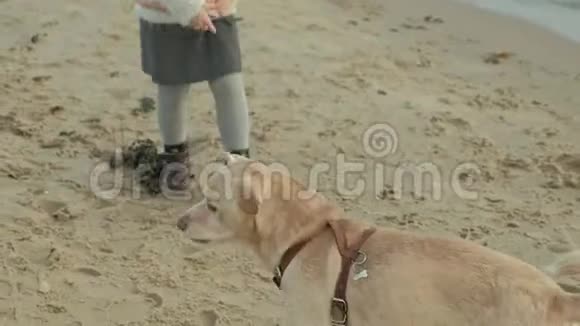 一个穿着外套的年轻女人坐在河边的海滩上大海野餐在大自然中吃汉堡一只饥饿的狗视频的预览图