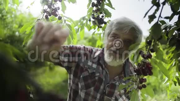 穿衬衫的成熟男人从树上摘樱桃视频的预览图