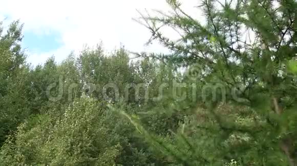 落叶乔木绿枝落叶植物嫩枝和叶视频的预览图