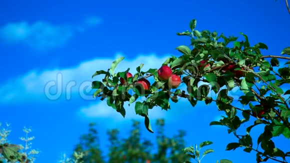 大树枝上的红苹果映衬着蓝天视频的预览图