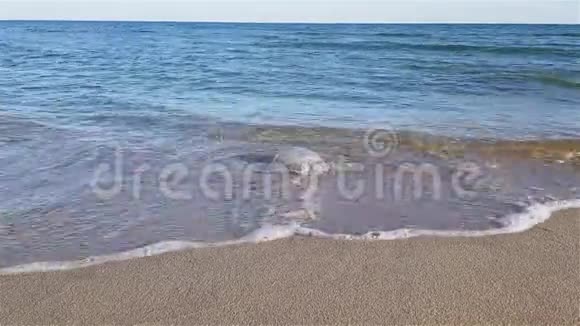 水母在海滩上被冲走美杜莎被海滩上的海浪抛到一边视频的预览图