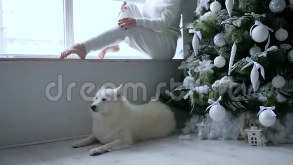 女孩坐在窗台上旁边的狗和圣诞树在家里白色的色调视频的预览图