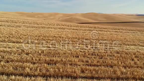 收获后的帕卢兹大片农田到处都是胡茬视频的预览图