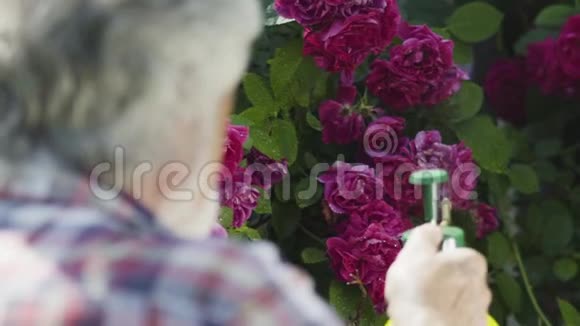 老人在花园里的玫瑰上溅起淡水视频的预览图