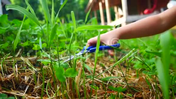 小女孩用剪刀在草坪上剪草视频的预览图