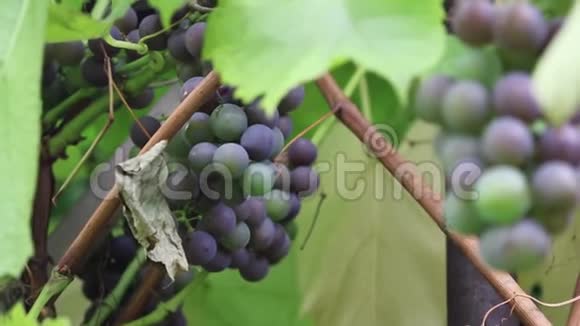 一串串的红葡萄挂在葡萄园里特写镜头视频的预览图