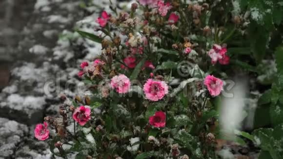 雪上盛开的康乃馨视频的预览图