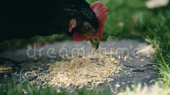 母鸡吃玉米和草视频的预览图