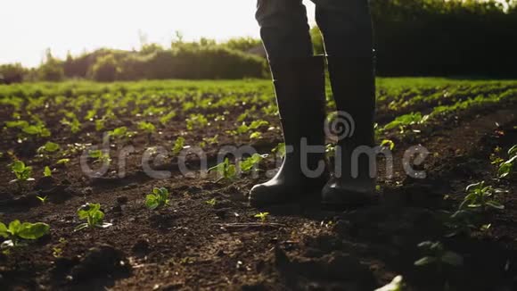 农学家穿着橡胶靴在田野上行走视频的预览图