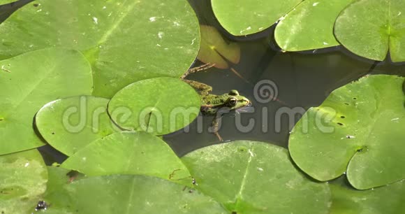 有叶子的池塘里的青蛙视频的预览图