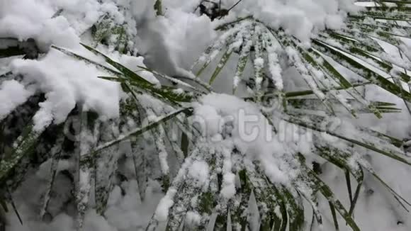 雪下的棕榈树视频的预览图