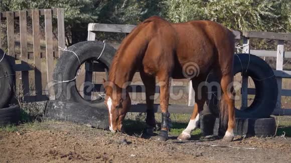 坐在木栏里的马在啃草慢动作视频的预览图