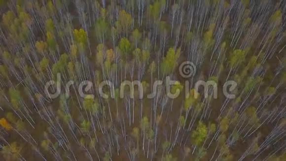 秋天的白桦林披风飞上七彩黄叶落叶落林鸟瞰图视频的预览图