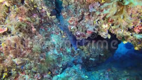 水下野生动物场景莫雷鳗在珊瑚礁中游泳试图躲避摄像机视频的预览图