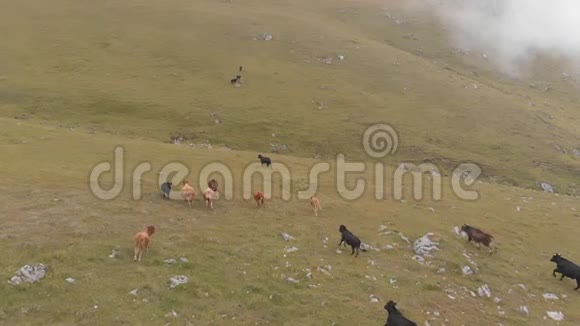 空中射击一群奶牛穿过一个山谷慢动作视频的预览图