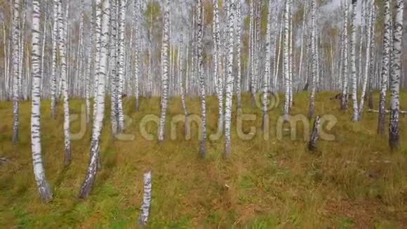 秋天的白桦林披着落叶的落叶林披着落叶的披风飞翔鸟瞰图视频的预览图