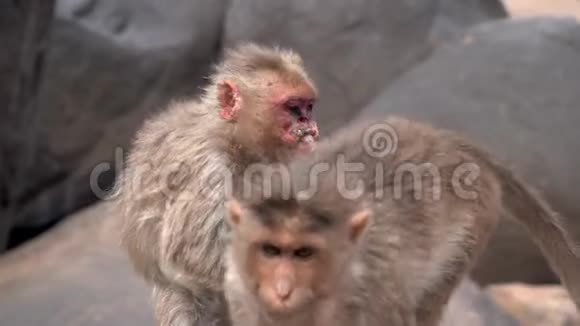 可怕的猴子患了一种疾病视频的预览图