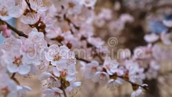 盛开的樱桃树近距离射击视频的预览图