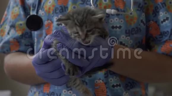 兽医把一只小猫抱在怀里视频的预览图