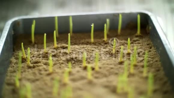 在科学实验室中在土壤中在特殊房间的小盒子里用基因改良的年轻绿色芽苗做特写视频的预览图