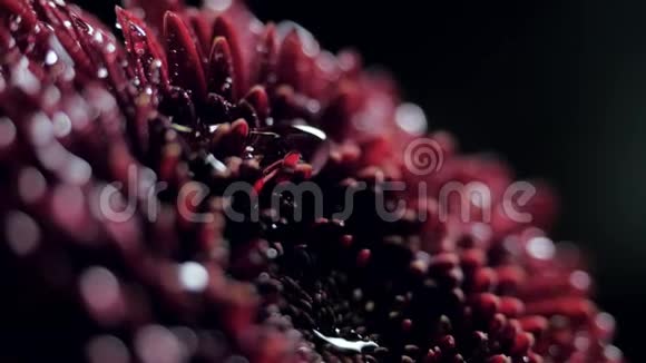 大水滴落在深红菊花上视频的预览图