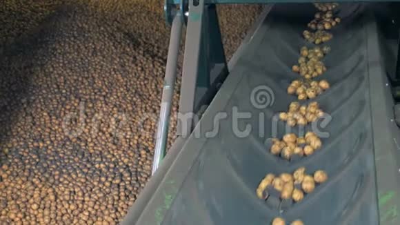 无皮土豆在工厂传送带上俯视视频的预览图