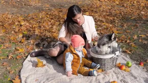 一家人带着一只篮子里的狗享受着秋天的一天坐在格子呢上大自然上放着苹果视频的预览图