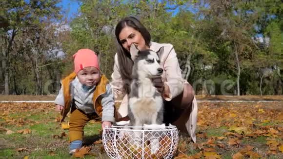 小男孩走在妈妈和哈士奇狗旁边在黄叶上挎着篮子在公园里过着快乐的家庭假期视频的预览图