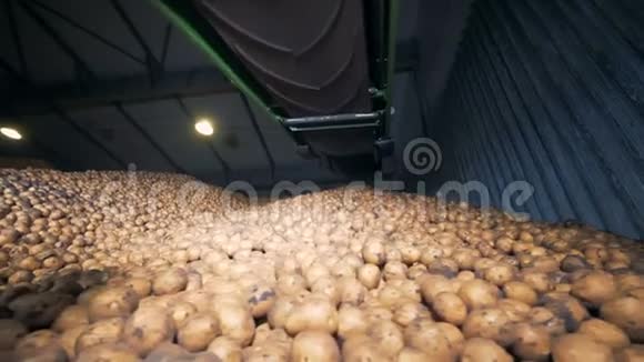 一个装满土豆的仓库很多蔬菜存放在一个仓库里视频的预览图