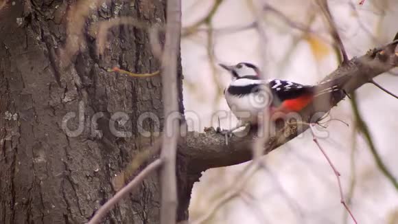啄木鸟的肖像严厉打击树木寻找害虫的自然背景视频的预览图