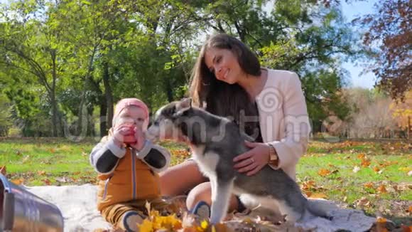 家庭休闲哈士奇狗舔脸孩子手里拿着苹果坐在秋天公园的树底上视频的预览图