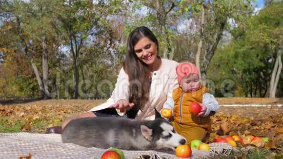 秋天公园的假期妈妈带着儿子和宠物坐在黄色的落叶上带着苹果视频的预览图