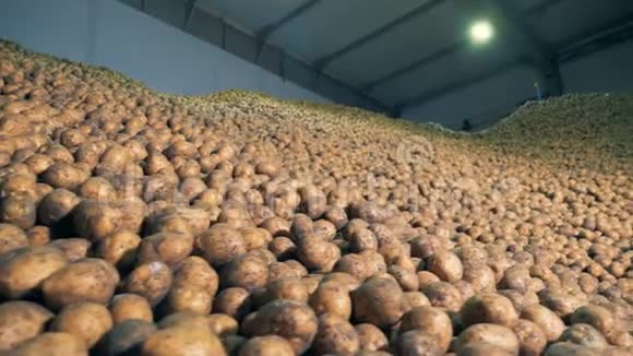 有土豆的完整仓库马铃薯作物储存在一个仓库里视频的预览图