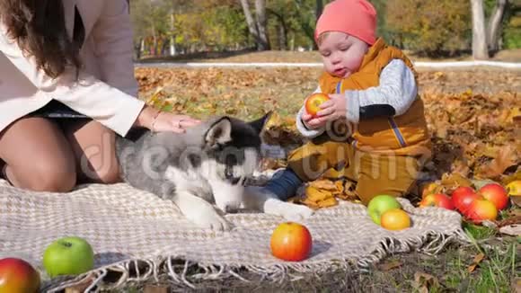 家庭野餐小男孩在狗旁边的秋天公园咬苹果妈妈在黄色背景下玩得很开心视频的预览图
