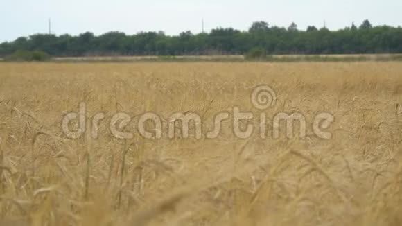 有小麦或黑麦的田地在田野的边缘是值得的木材视频的预览图