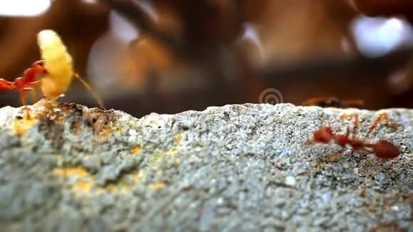 红蚂蚁携带自己的食物幼虫视频的预览图