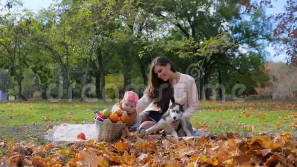 在秋天的公园里妈妈带着一个小儿子和一只哈士奇狗坐在水桶旁苹果放在格子布上视频的预览图