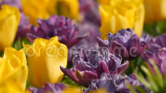 深紫色和黄色郁金香花在春天的花园里盛开装饰的郁金香花在视频的预览图