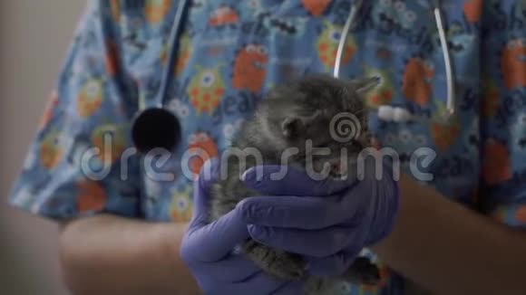 兽医把一只小猫抱在怀里视频的预览图