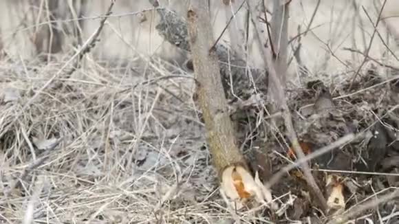 森林人砍伐幼树斧子把林带清理得很近视频的预览图