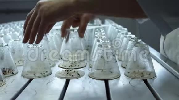 实验室植物科学家在实验室种植植物视频的预览图
