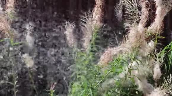 从蓬松的柳草丛飞下来的成熟种子视频的预览图