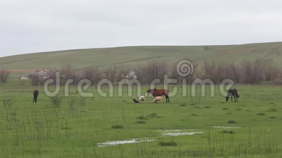 宠物在春天的田野里觅食视频的预览图