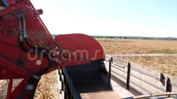 近距离观看从联合收割机到拖车的鲜熟玉米收获过程视频的预览图