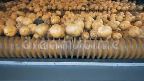 金属机器对土豆进行分类收获的土豆经过分拣后从金属输送机上掉落视频的预览图