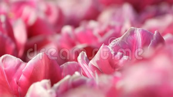 美丽迷人的粉红色和白色牡丹郁金香盛开在春天的花园里装饰郁金香花视频的预览图