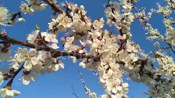 杏树枝上的花朵视频的预览图