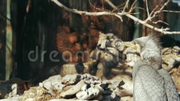 巨大的灰色在石头和树枝的背景上视频的预览图