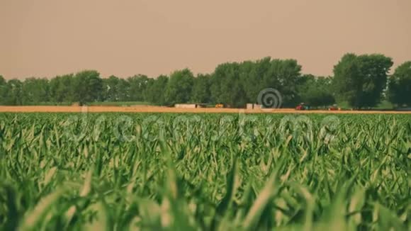 初夏的早晨田野上长满了绿色的幼玉米视频的预览图
